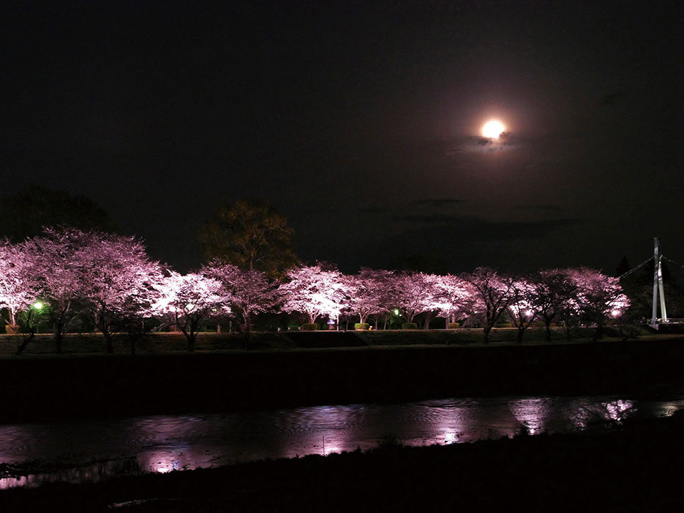 しののめ桜ライトアップ