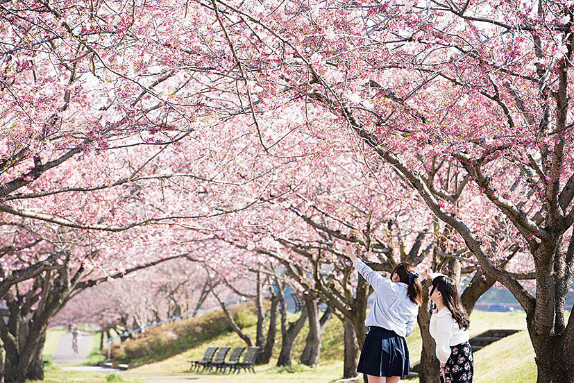 おやま二千本桜まつり